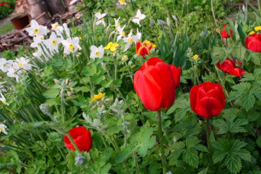 Bahçede güneşli bir bahar gününde güzel kırmızı lale ve nergis