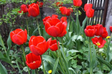 Bahçede güneşli bir bahar gününde güzel kırmızı lale