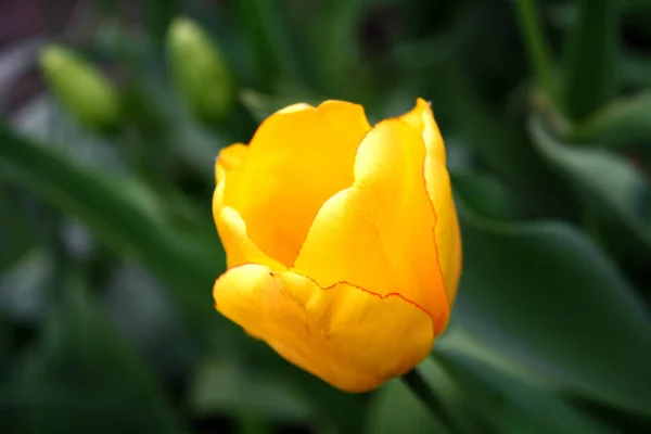 Schöne Frühlingshafte Gelbe Tulpenblüte Einem Sonnigen Frühlingstag — Stockfoto