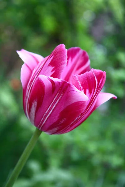 Schöne Rosa Tulpenblüte Frühling Einem Sonnigen Tag — Stockfoto