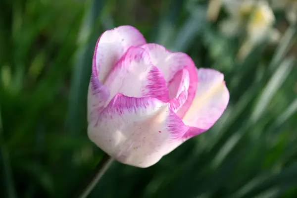 Schöne Rosa Tulpenblüte Frühling Einem Sonnigen Tag — Stockfoto