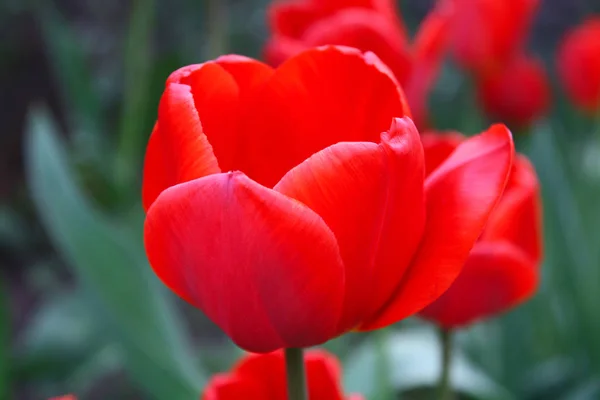 Schöne Rote Tulpen Blühen Einem Sonnigen Tag — Stockfoto