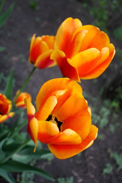 Bela Primavera Laranja Tulipas Florescem Dia Ensolarado — Fotografia de Stock