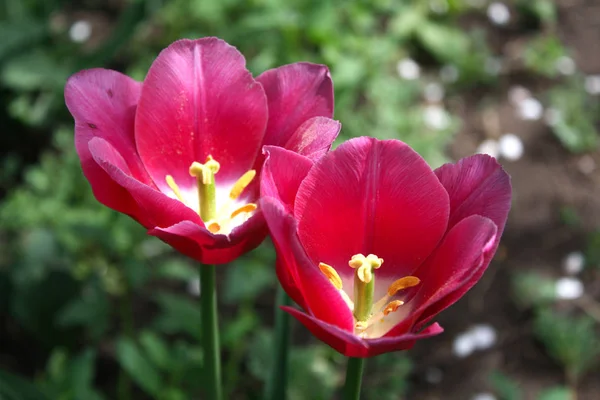 Hermosos Dos Tulipanes Rojos Primavera Florecen Día Soleado — Foto de Stock