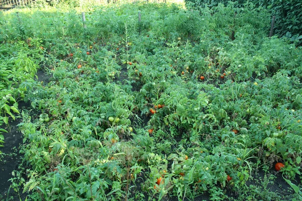 Champ Tomates Mûres Beau Paysage Jardin Paysage Rural Concept Une — Photo