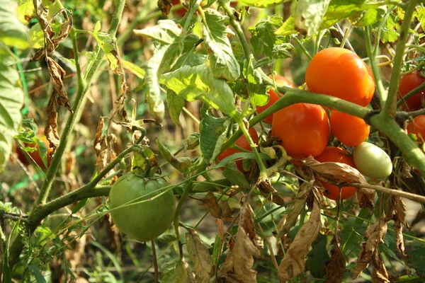 Campo Tomates Maduros Close Bonita Paisagem Jardim Paisagem Rural Conceito — Fotografia de Stock