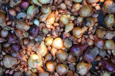 Çeşitli soğan. Hasat Bahçe arka plan.