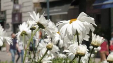 İnsanlar yemek ve içki Corso Como, Milan, İtalya. Çiçekler ön plan, yumuşak odak, panorama