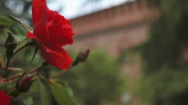 Arka plan, Pavia, Pv, İtalya, odak vardiya İtalyan kale ile kırmızı gül