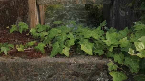 Foto reveladora de una esclusa y zanja en Italia, con hojas de hiedra en primer plano — Vídeo de stock