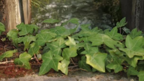 Primer plano de hojas de hiedra con agua fluyendo en el fondo — Vídeos de Stock