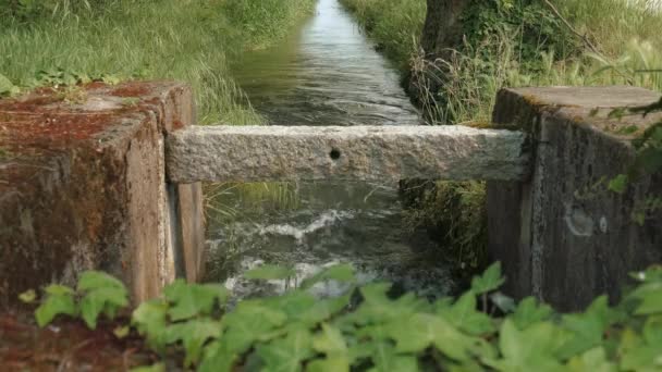 Εξασφαλίστε μια μικρή τάφρο στην Ιταλία, με φύλλα κισσού σε πρώτο πλάνο — Αρχείο Βίντεο