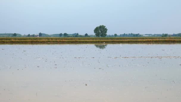 Campo de arroz en Lomellina, Italia — Vídeos de Stock