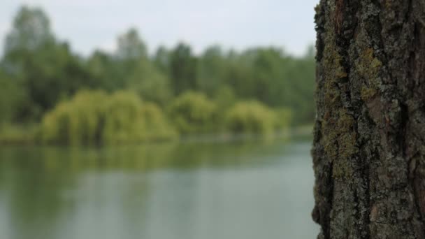 Estanque en un parque rural en Italia, el agua ondulada por la suave brisa — Vídeos de Stock