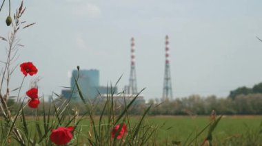 Ölü yakma bitkinin arkasında bazı poppies, odak vardiya