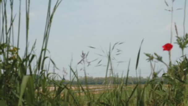 Vista panorámica de la planta de incineración detrás de algunas amapolas y hierba — Vídeos de Stock