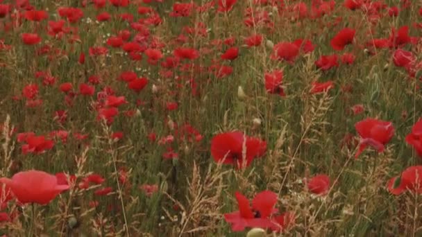 Plan incliné du champ de pavot et rangées de peupliers — Video