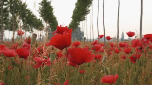 Close up of poppies and rows of young poplars — Stock Video