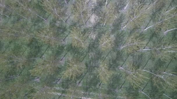Luchtfoto links naar rechts boven schot over poplar tree bosaanplanting — Stockvideo