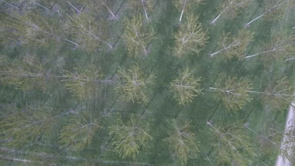 Aerial right to left top shot over poplar tree plantation forest — Stock Video