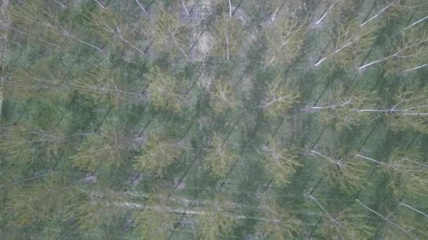 Planta superior ascendente aérea sobre el bosque de plantación de álamos — Vídeos de Stock