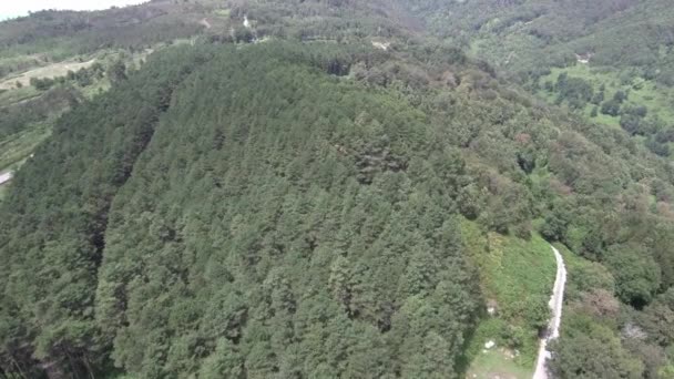 Plan aérien volant au-dessus d'un bois sur une colline 