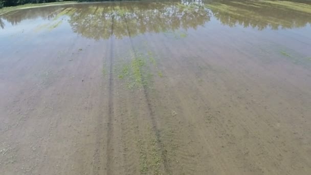 Tiro aéreo Voo baixo sobre campo de arroz inundado câmera lenta para trás — Vídeo de Stock