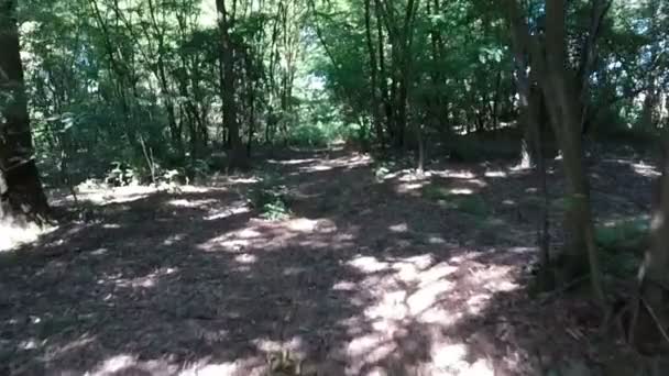 Disparo aéreo volando a través de un bosque hacia adelante cámara lenta — Vídeos de Stock