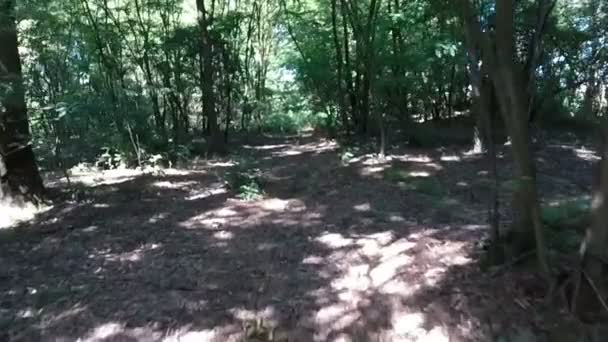 Colpo aereo volando attraverso una foresta in avanti rallentatore — Video Stock