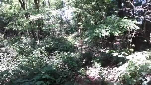 Disparo aéreo volando a través de un bosque en cámara lenta hacia atrás — Vídeos de Stock