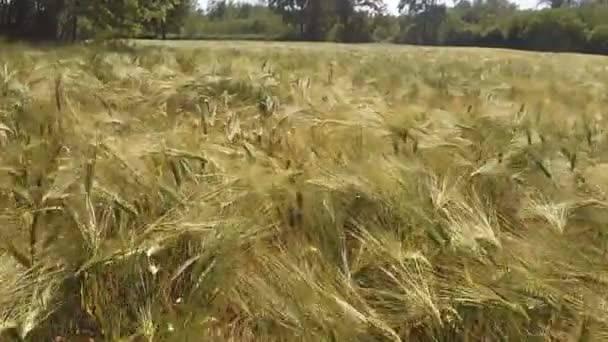 Vzdušný záběr s nízkým letem nad pšeničné pole zpomalené — Stock video