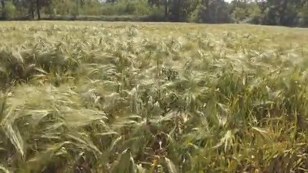 Vzdušný záběr s nízkým letem nad pole pšenice v pomalém pohybu větru — Stock video