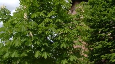 Atış Bramante kule, Vigevano, Pv, İtalya açığa