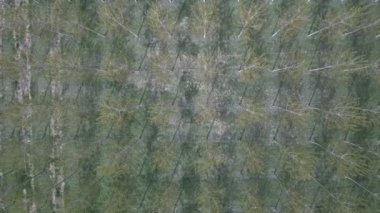 Hava üst vurdu kavak ağacı ekimi orman uçan