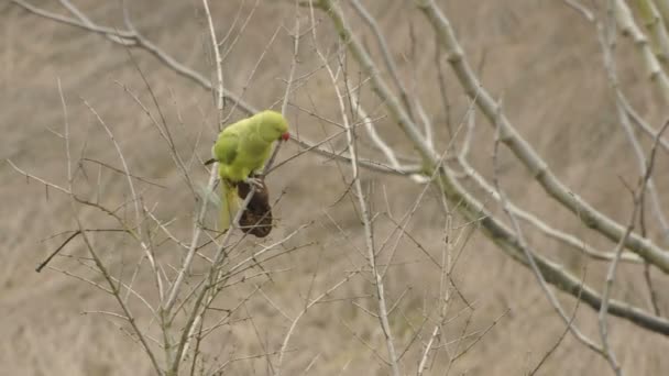 Medium Shot parrot autumn eating fruit from tree flies away in Pavia, PV, Italy — Stock Video
