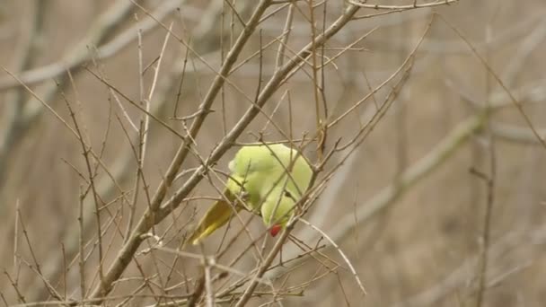 Tiro médio de papagaio olhando ao redor, então voa para longe da árvore Pavia, PV, ITÁLIA — Vídeo de Stock