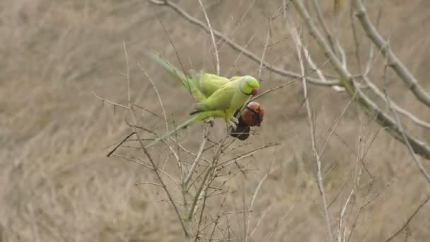 Medium Shot of three parrots eating a rotten fruit from tree in Pavia, PV, ITALY — Stock Video