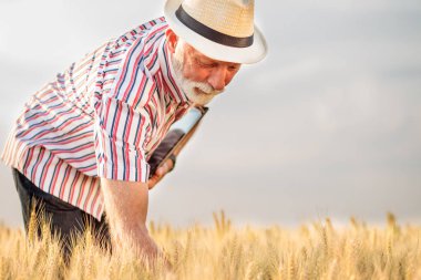 Memnun gri saçlı üst düzey ziraat mühendisi veya buğday bitkileri hasat önce incelenmesi çiftçi