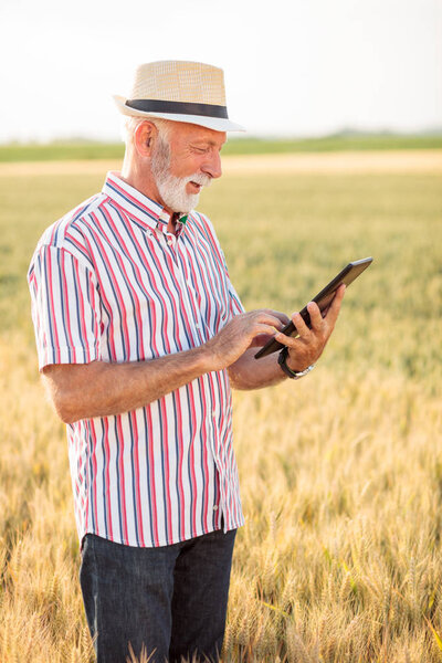 Smiling senior agronomist or farmer using a tablet in a wheat field