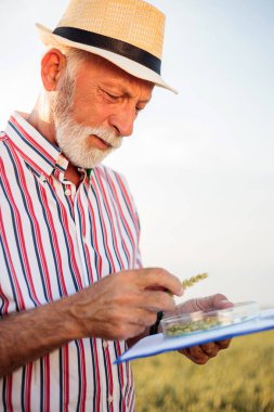 Kıdemli çiftçi veya ziraatçı buğday boncuklarını inceler ve anket doldururken