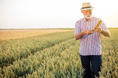 Gray haired senior agronomist or farmer measuring wheat beads before the harvest clipart