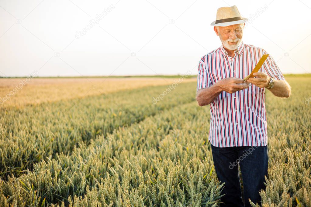 Gray haired senior agronomist or farmer measuring wheat beads before the harvest