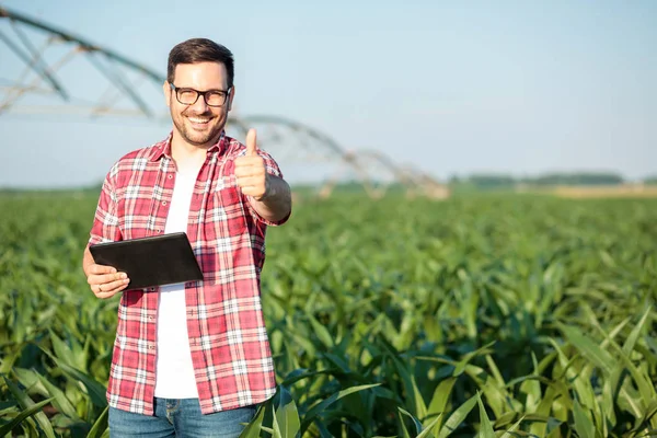 Mutlu genç çiftçi veya agronomist gösteren başparmak yukarı ve doğrudan kamera gülümsüyor, yeşil mısır alanında ayakta