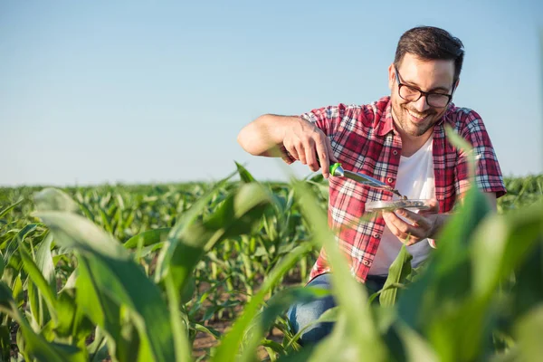 Gülümseyen genç agronomist veya çiftçi alarak ve bir Mısır çiftliğinde toprak örnekleri analiz