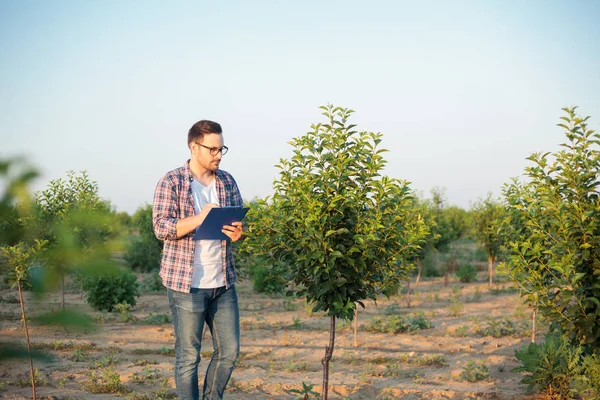Ciddi genç erkek agronomist veya çiftçi bir meyve bahçesinde genç ağaçlar teftçalışma. Pano tutma ve verileri anket içine doldurma
