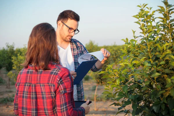 Jovens agrónomos ou agricultores sérios, do sexo masculino e feminino, que trabalham num pomar de frutos — Fotografia de Stock