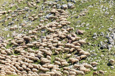 Kayalık bir dağ çayırında otlayan büyük koyun sürüsü