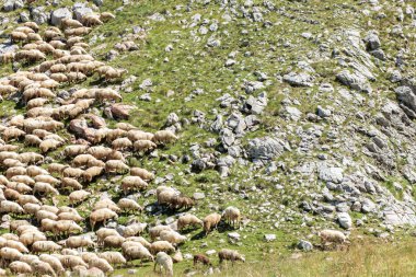 Kayalık bir dağ çayırında otlayan büyük koyun sürüsü