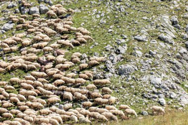 Kayalık bir dağ çayırında otlayan büyük koyun sürüsü