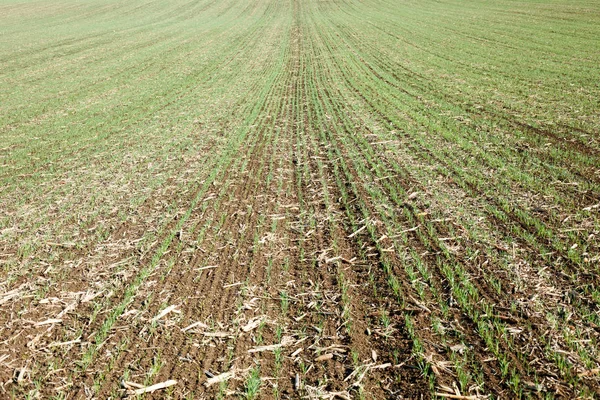 Young wheat or oat field in late autumn and early winter. Green plants growing before snowfall
